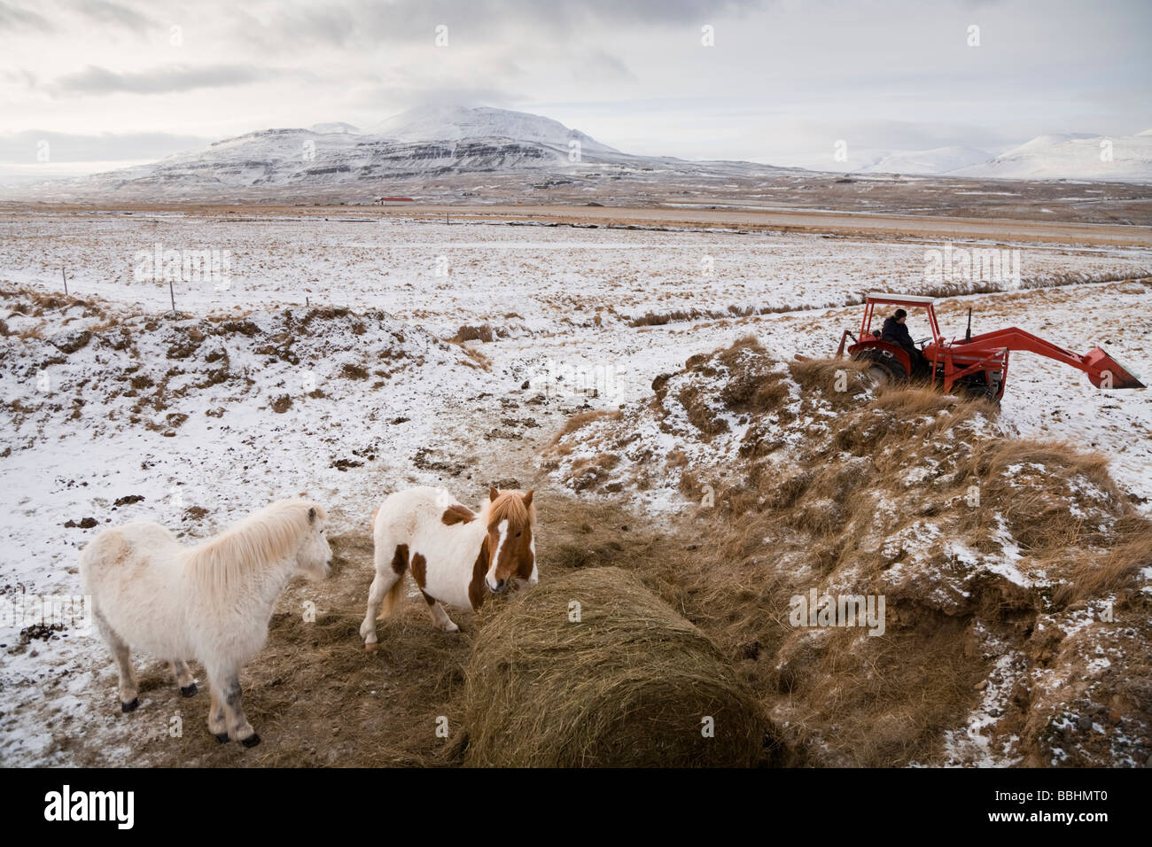 Landwirt Traktor zwei Pferde Essen Heu Skagafjördur Island Stockfoto