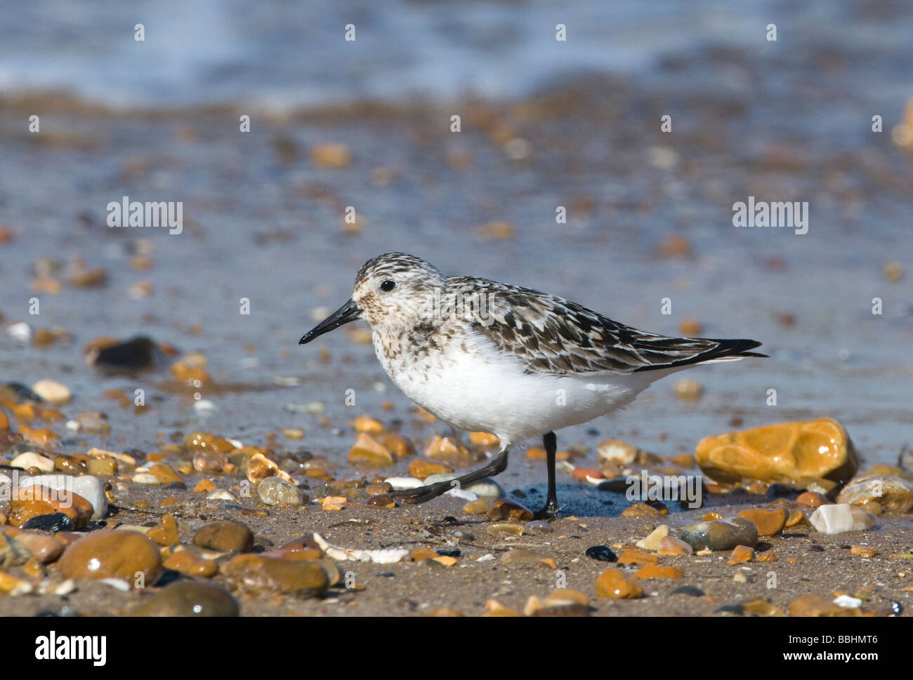 Sanderling Calidris Alba Erwachsenen von der Zucht, nicht Zucht Gefieder Norfolk August Mauser Stockfoto