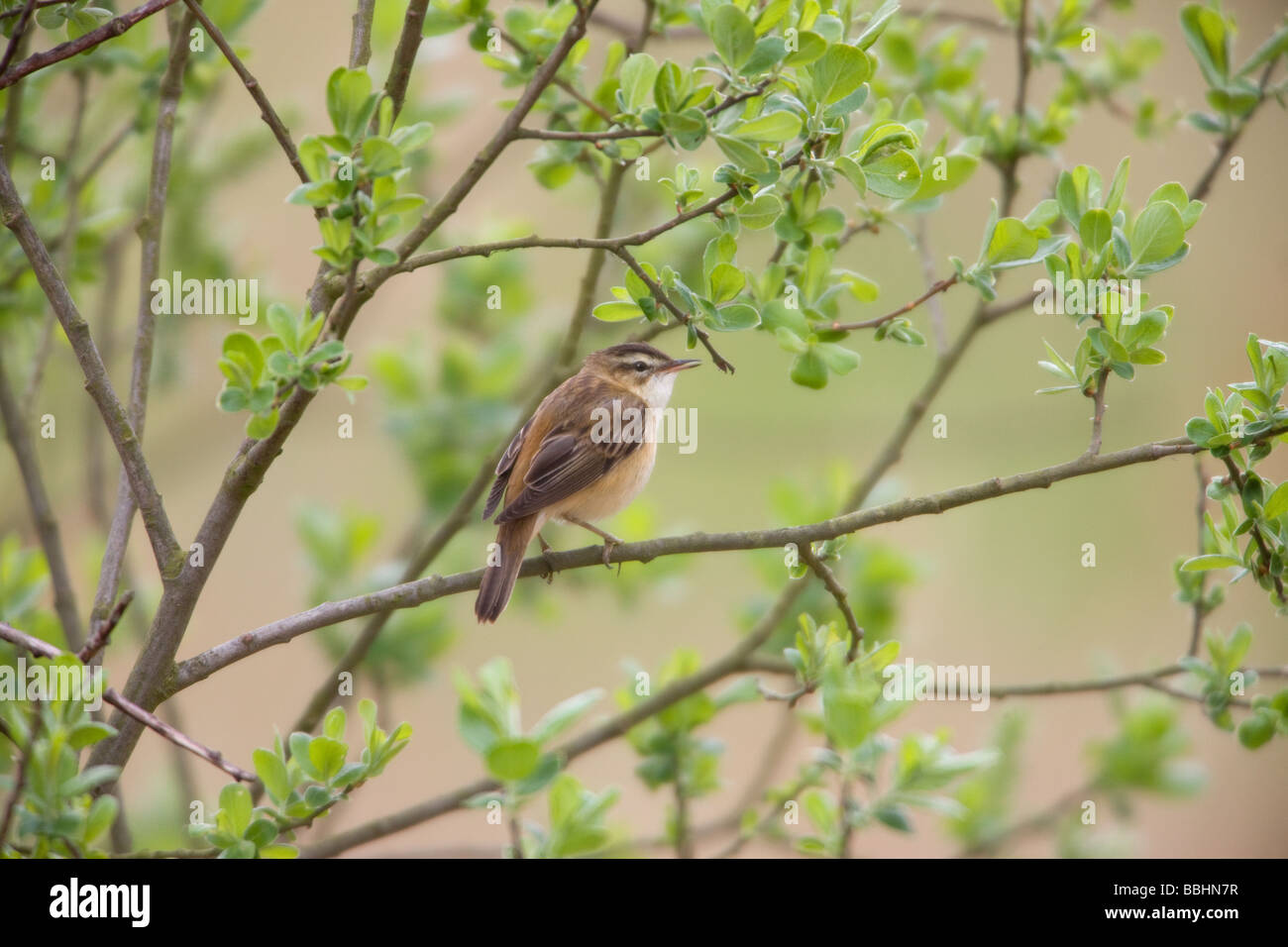 Sedge Warbler Acrocephalus Schoenobaenus Männchen thront auf einer Weide Baum singen Stockfoto