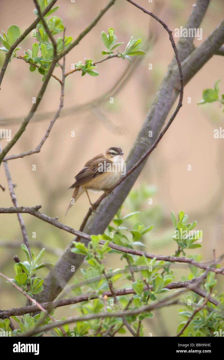 Sedge Warbler Acrocephalus Schoenobaenus Männchen thront auf einer Weide Baum singen Stockfoto