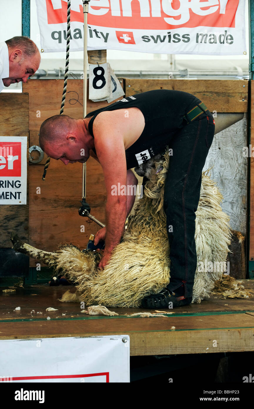 Schafschur-Contest am Northumberland County Show in Corbridge Mai 2009 Stockfoto