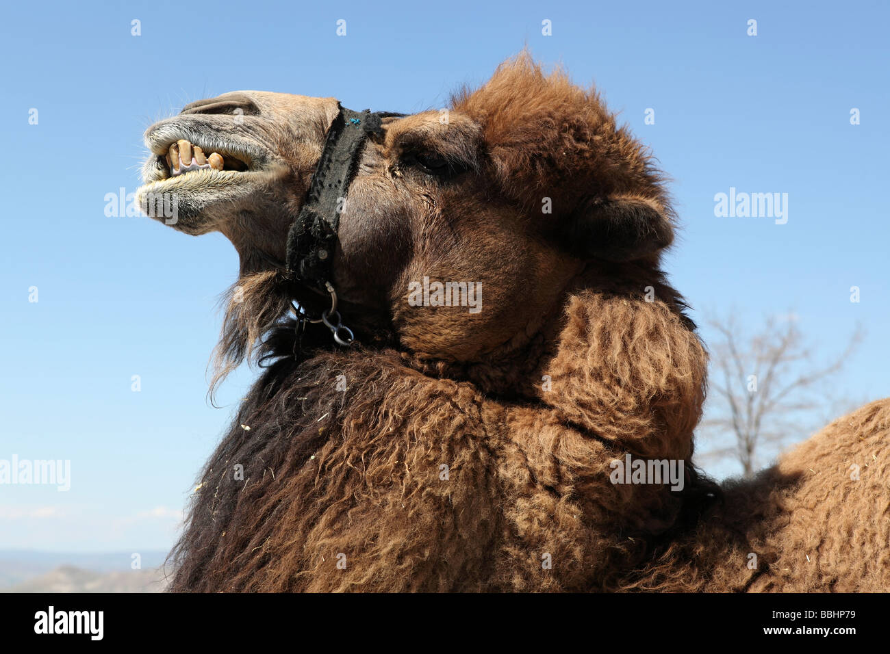 Fröhlich lächelnd Kamel Stockfoto