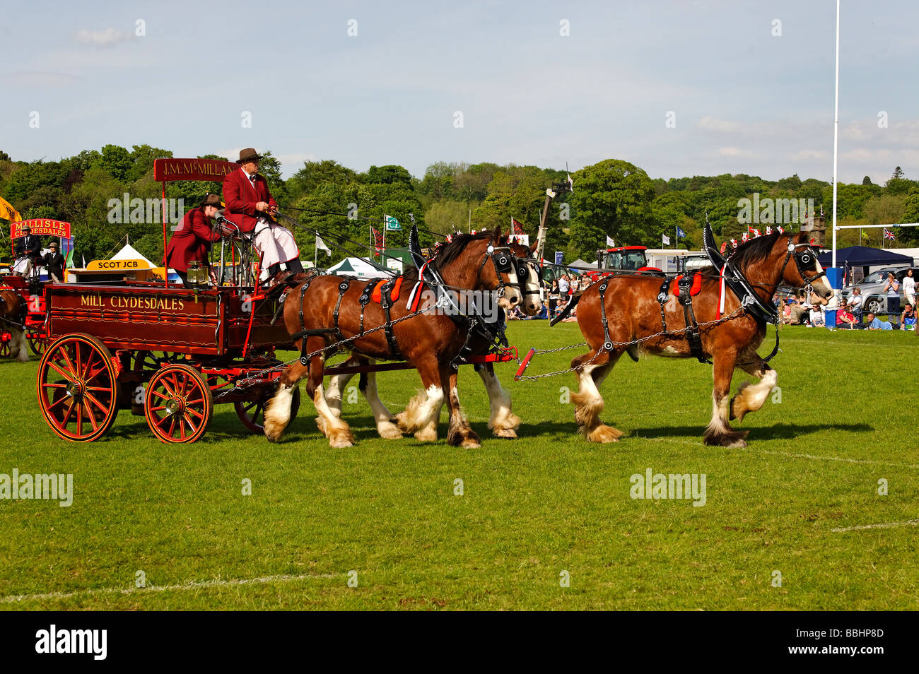 Clydesdale Pferde schwere in Northumberland County Stockfoto