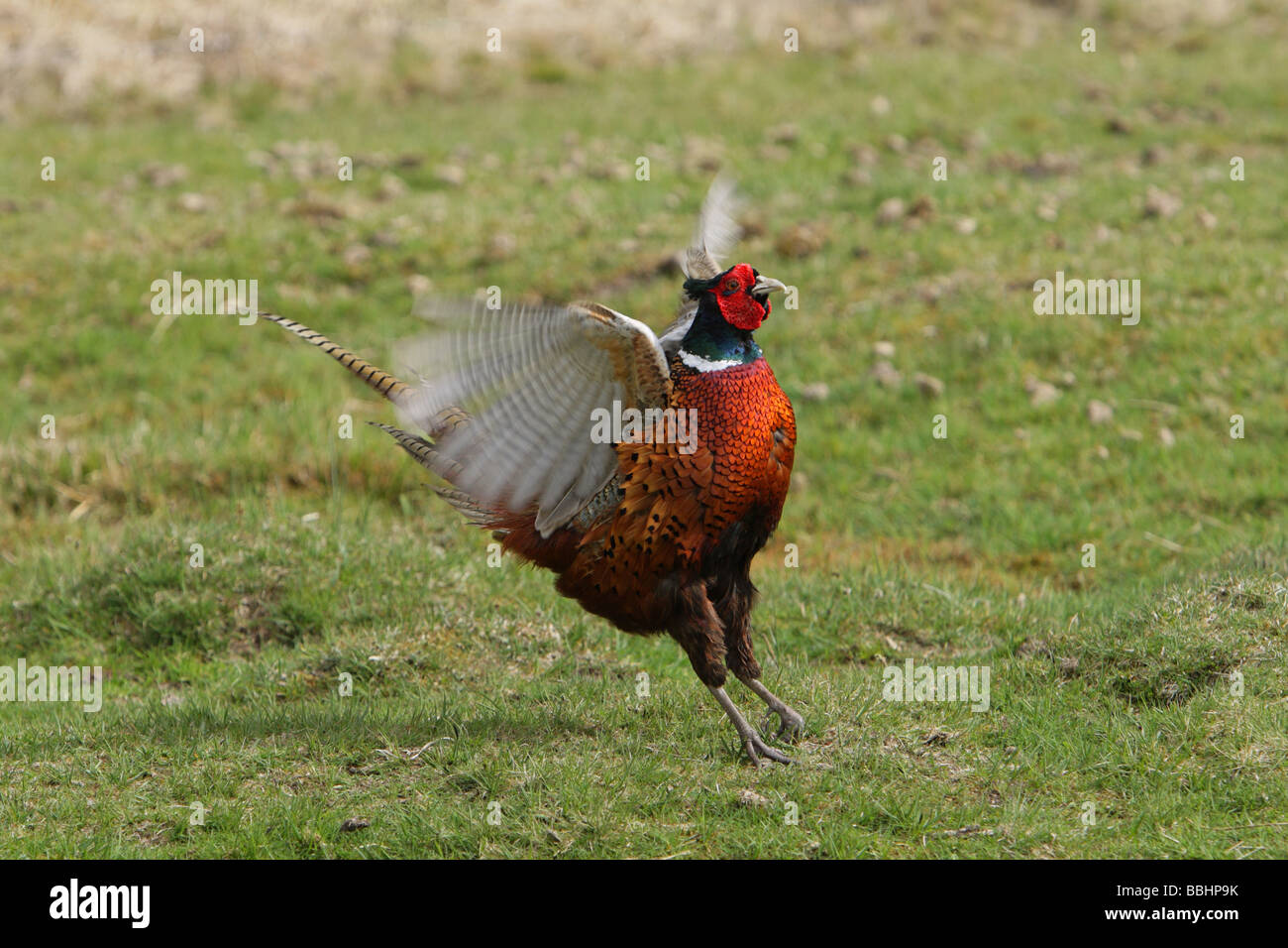 Fasan Phasianus Colchicus männlichen stehen auf einer Wiese mit den Flügeln schlägt und mit der Aufforderung Stockfoto