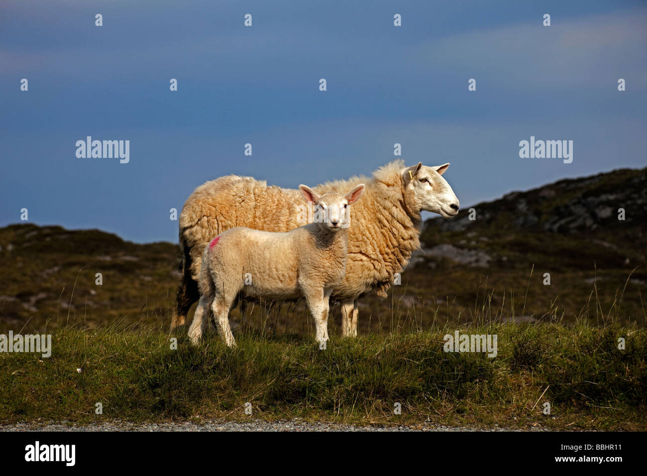 Mutter Schaf und Lamm, Duirinish, Scotland, UK, Europa Stockfoto
