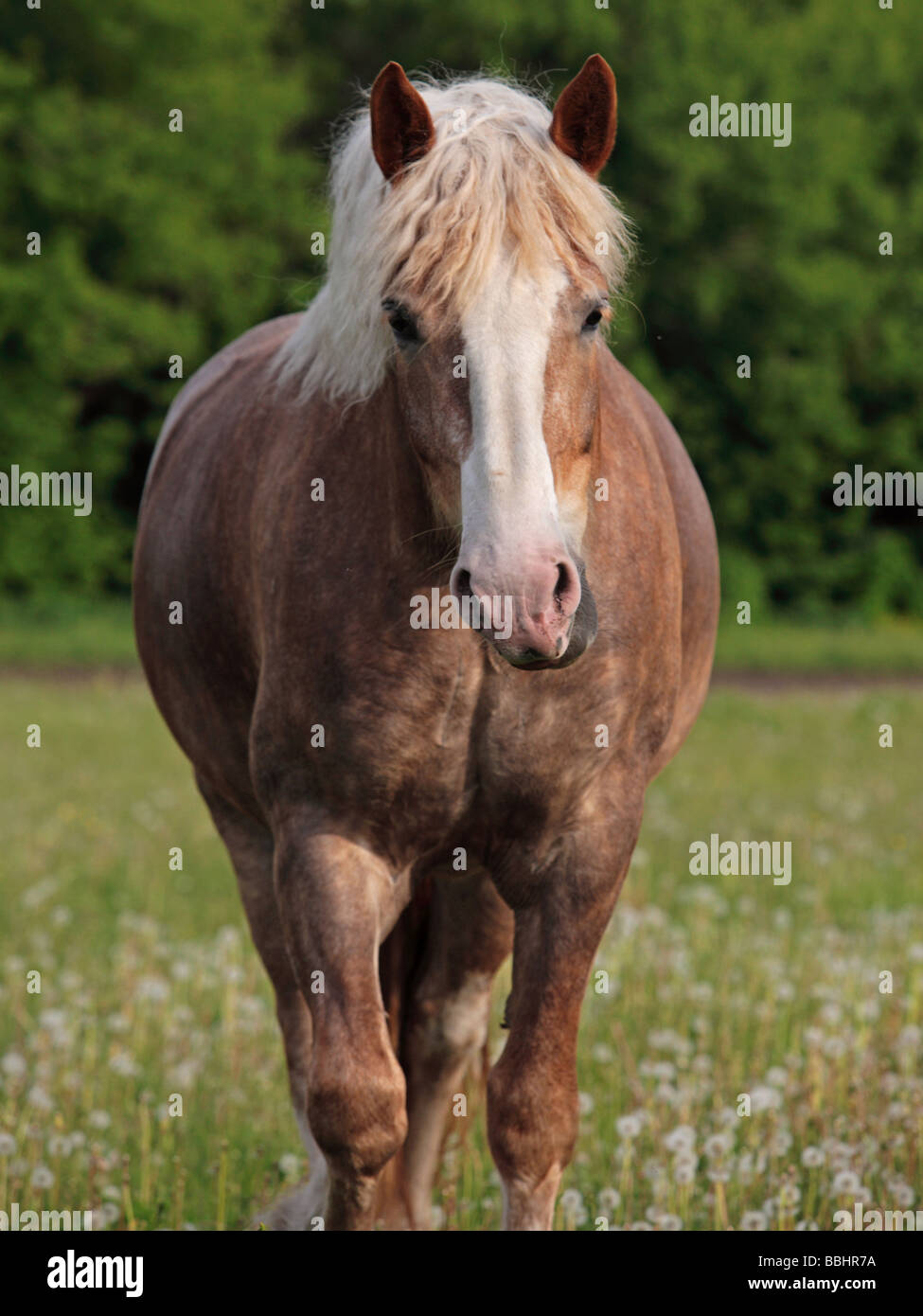 Gypsy Vanner Pferd Stockfoto