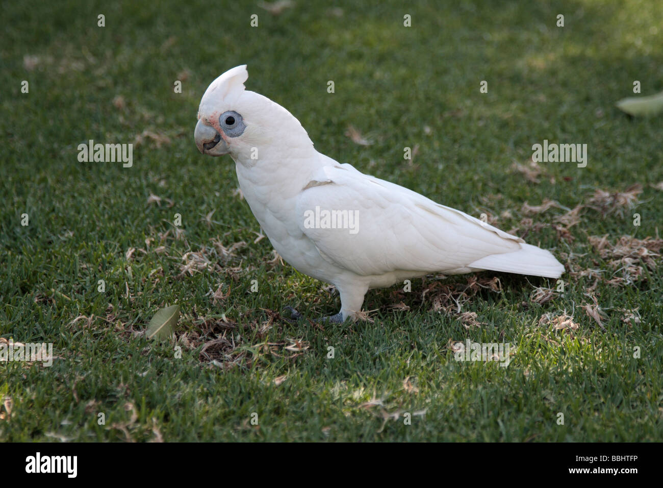 Ein Nacktaugenkakadu Vogel in einem Park in Perth Western Australia Stockfoto