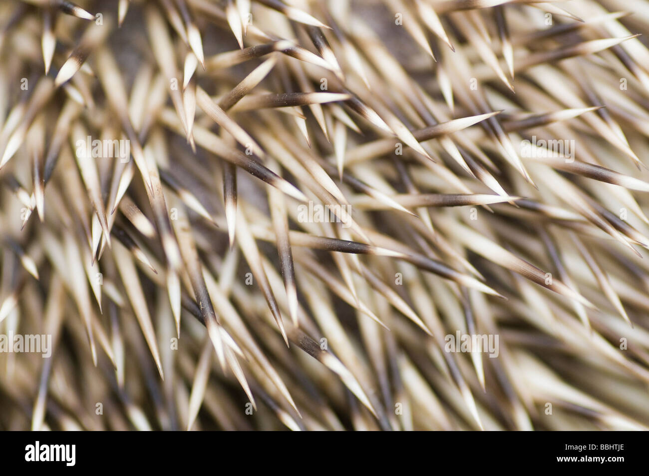 Nahaufnahme der Igel Stacheln Erinaceus europaeus
