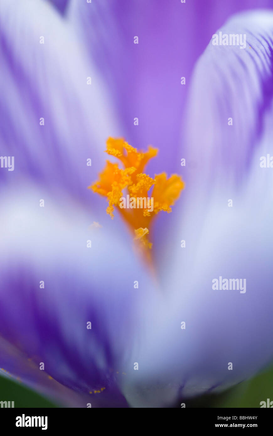 CROCUS VERNUS PICKWICK HAUTNAH Stockfoto