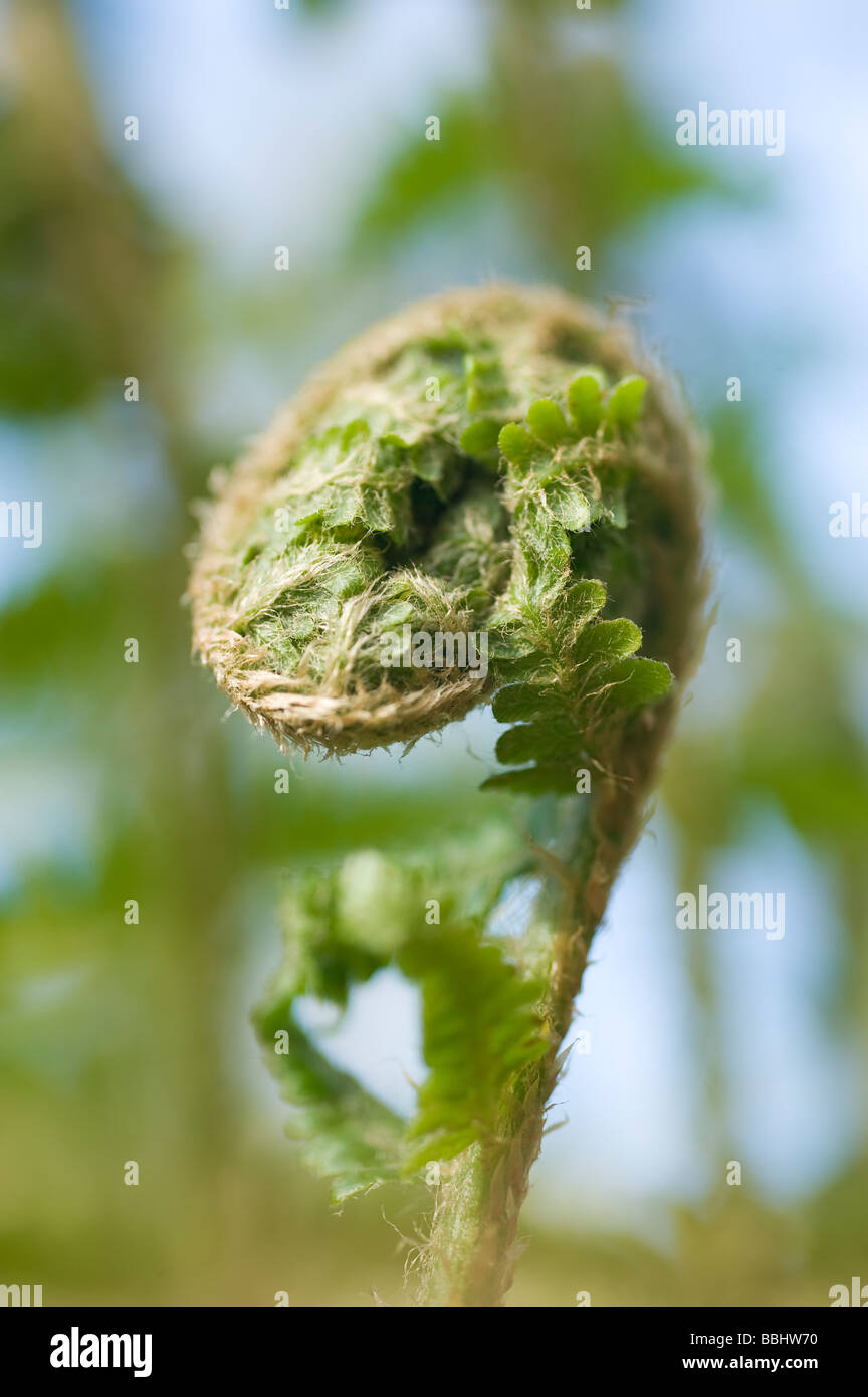 Farn, Entwicklung des Urlaubs Stockfoto