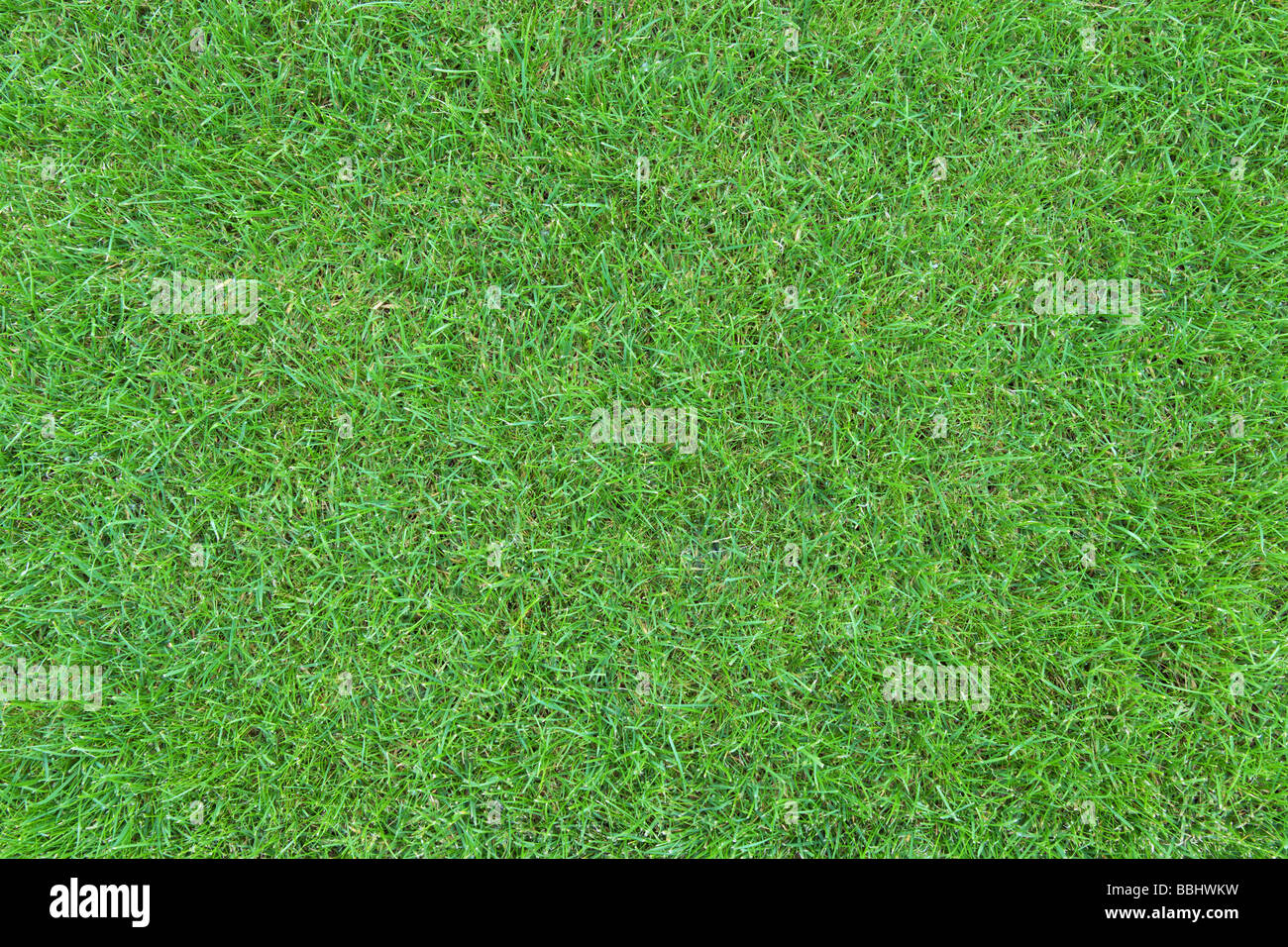 Grünen Rasen Rasen Draufsicht Stockfoto
