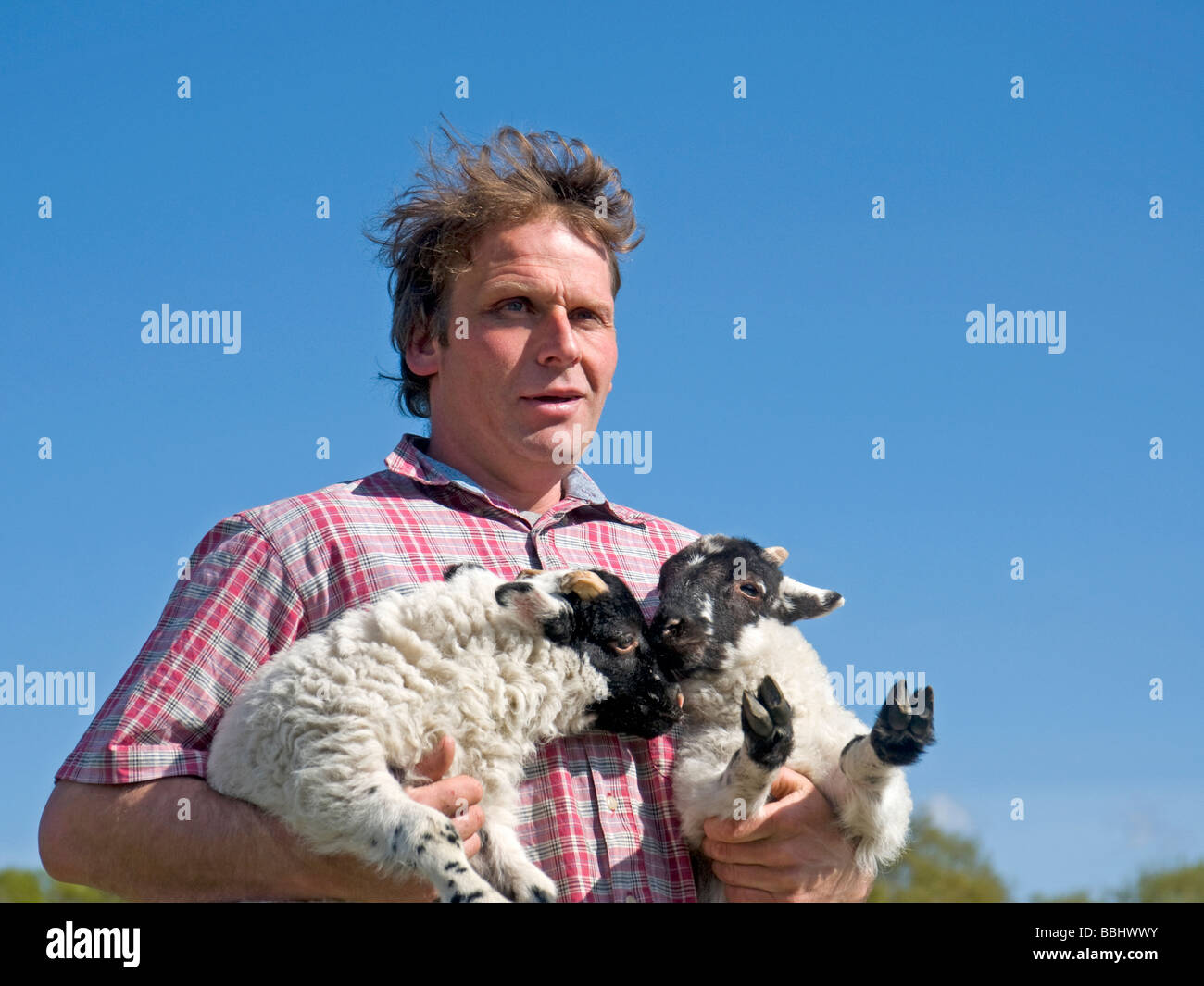 Junge schottische Schaf Bauer mit ein paar schwarzen konfrontiert Schafe Lämmer Stockfoto