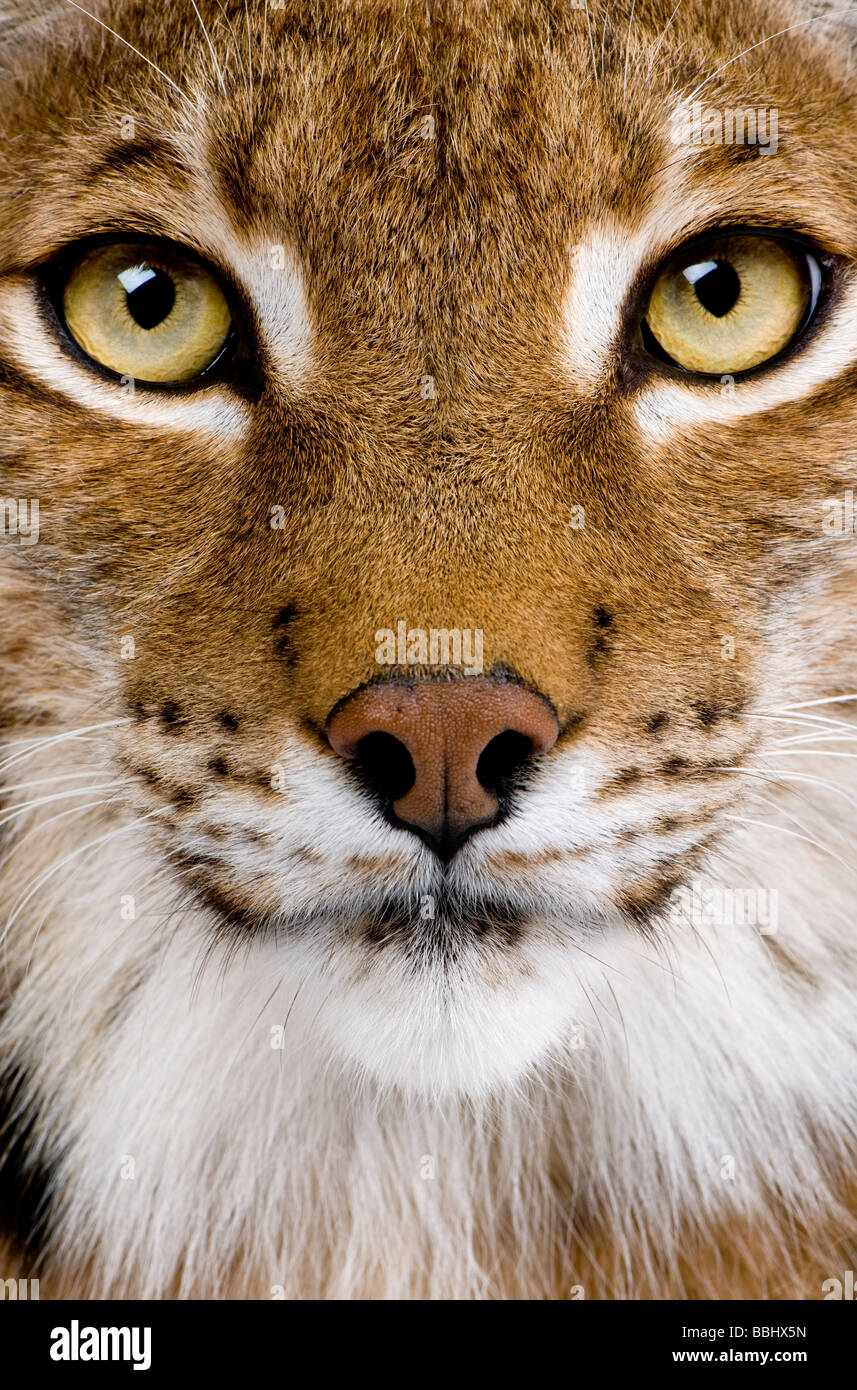 Nahaufnahme des Kopfes ein Eurasischer Luchs Lynx Lynx 5 Jahre alt, vor einem weißen Hintergrund Stockfoto