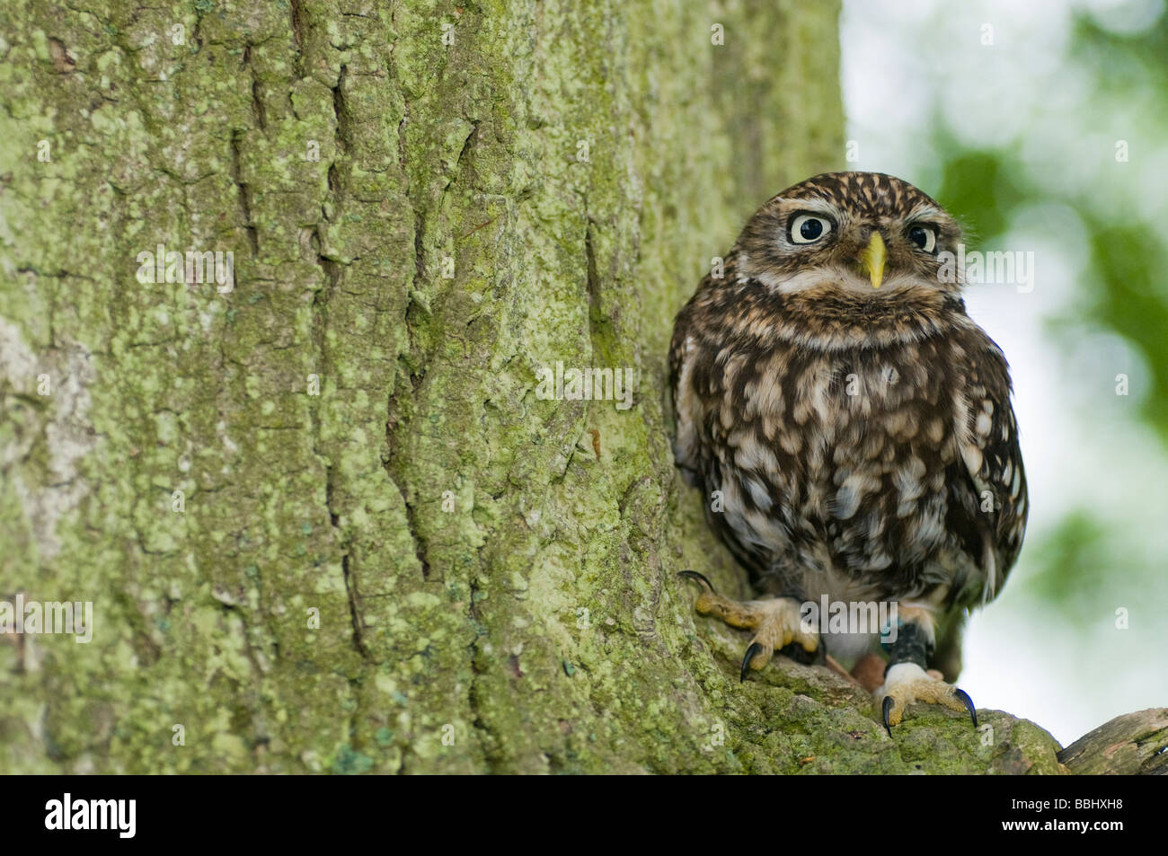 Steinkauz Athene Noctua auf Ast am Baum Stockfoto