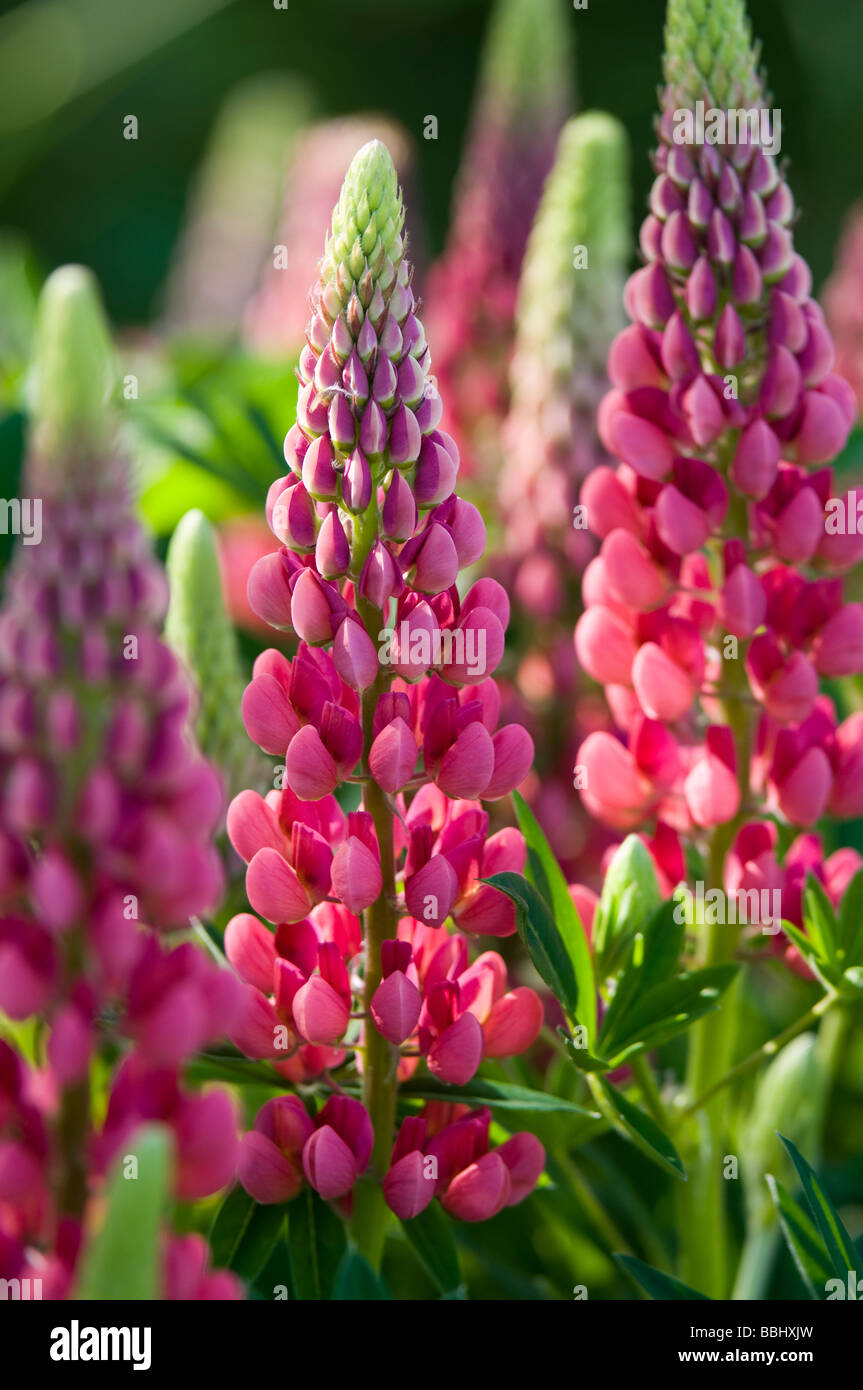 Garten-Lupine (Lupinus Polyphyllus) Stockfoto