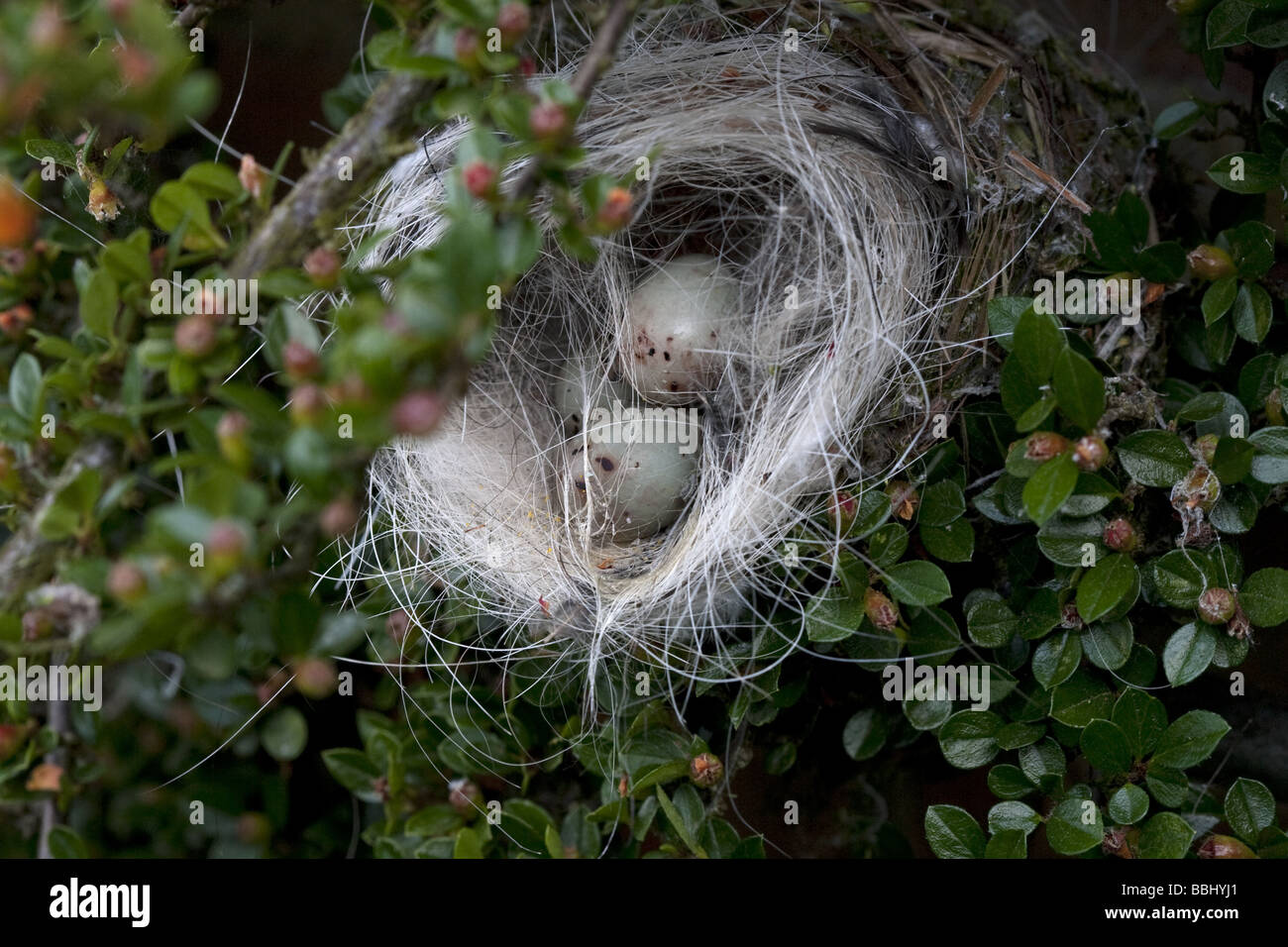 Beschädigte Buchfinken Nest und Ei Stockfoto