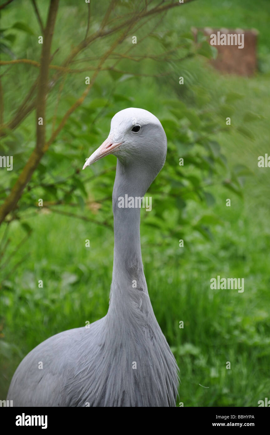 Blue Crane, Anthropoides Paradisea, seltene Stockfoto