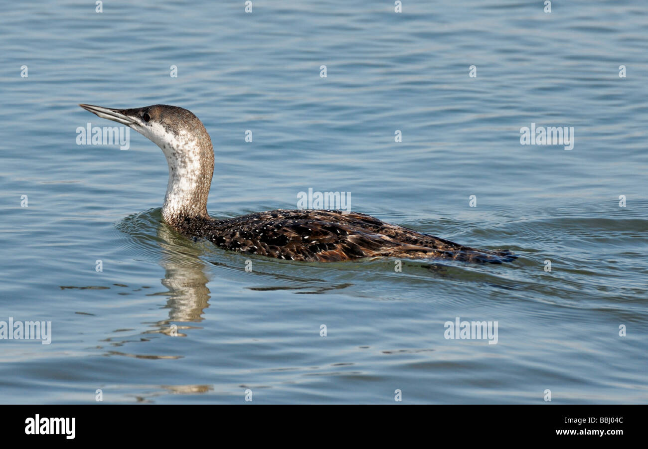 Der gewöhnliche Loonvögel (Gavia Imme), der hier auf dem Wasser zu sehen ist Stockfoto