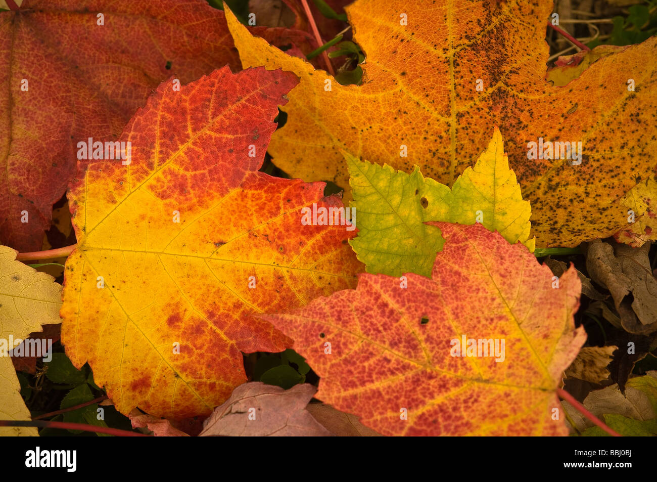 Nahaufnahme des gefallenen Ahorn Blätter im Herbst Niagara Falls Ontario Kanada Stockfoto