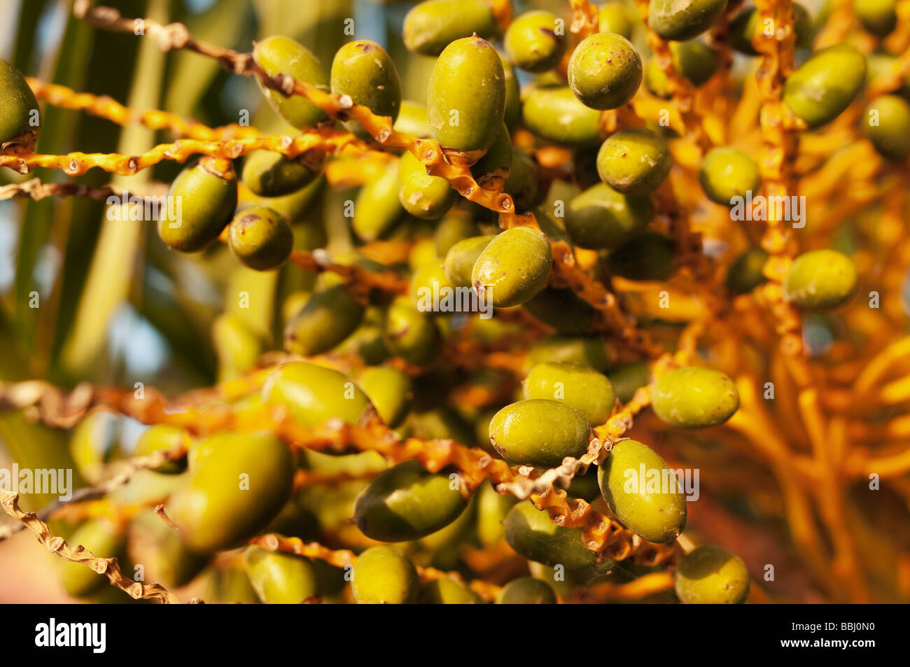 Cluster der reife Datteln Phoenix dactilifera Stockfoto