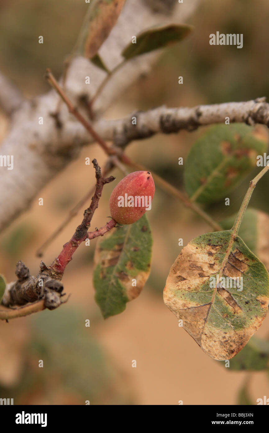 Israels südliche Hebron Berg Pistazie Baum Pistacia Vera in Yatir Wald Stockfoto