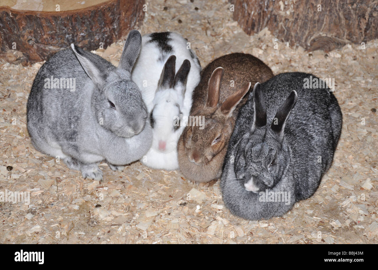 Gruppe von 4 Kaninchen Stockfoto