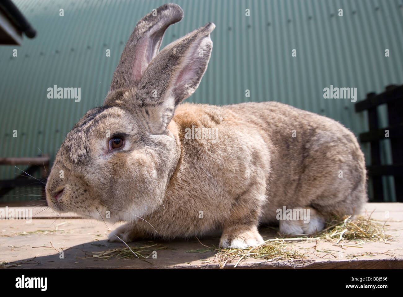 Kontinentale Riesenkaninchen Stockfoto