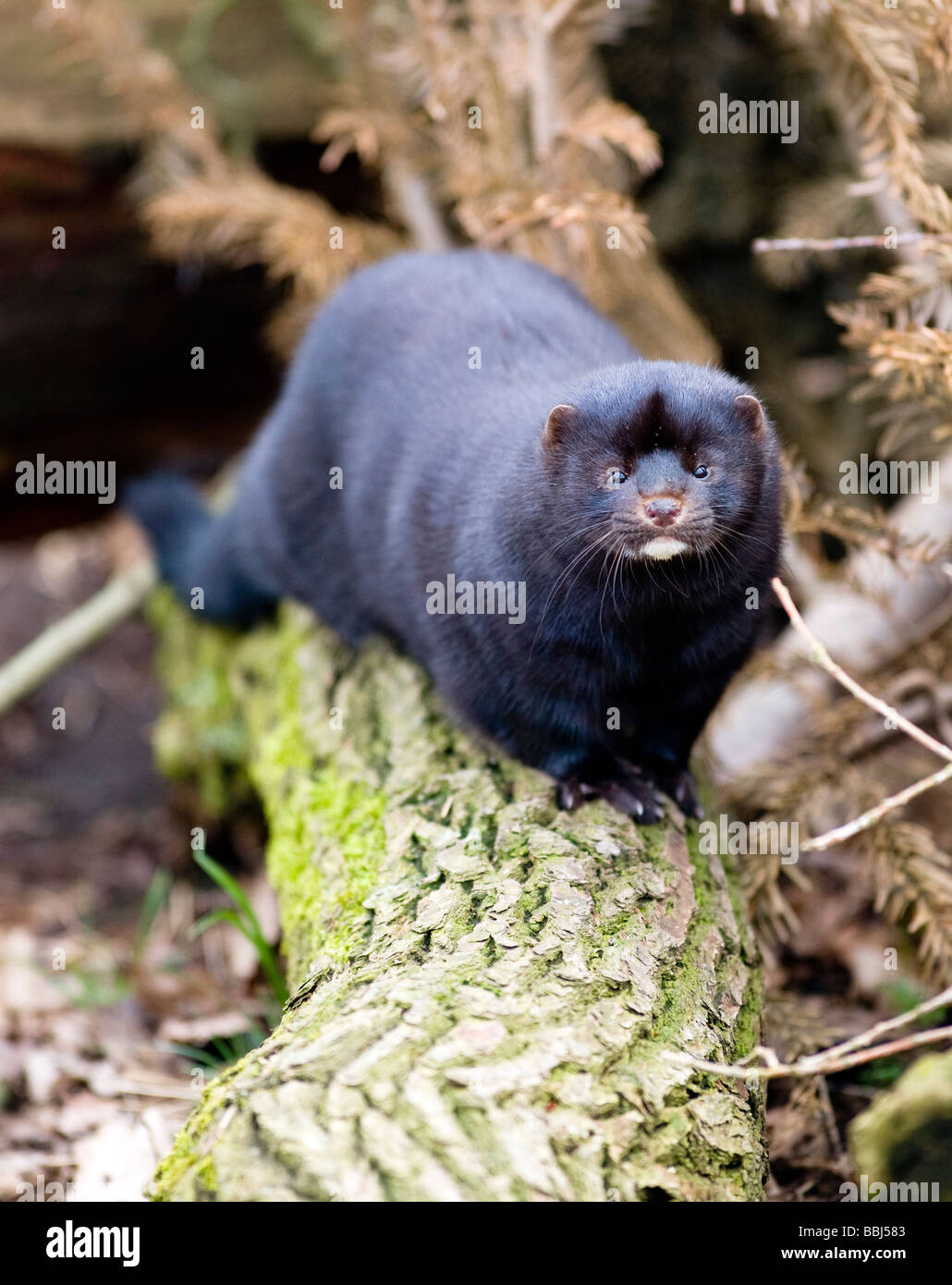 American mink Mink (Mustela Vision-fitness) Stockfoto