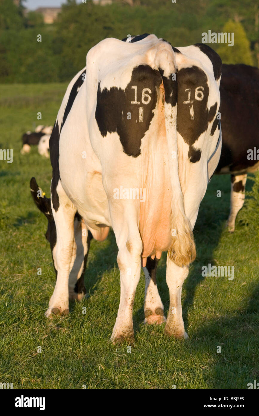 Fresian (Holstein) Kühe in der englischen Grafschaft Kent Stockfoto