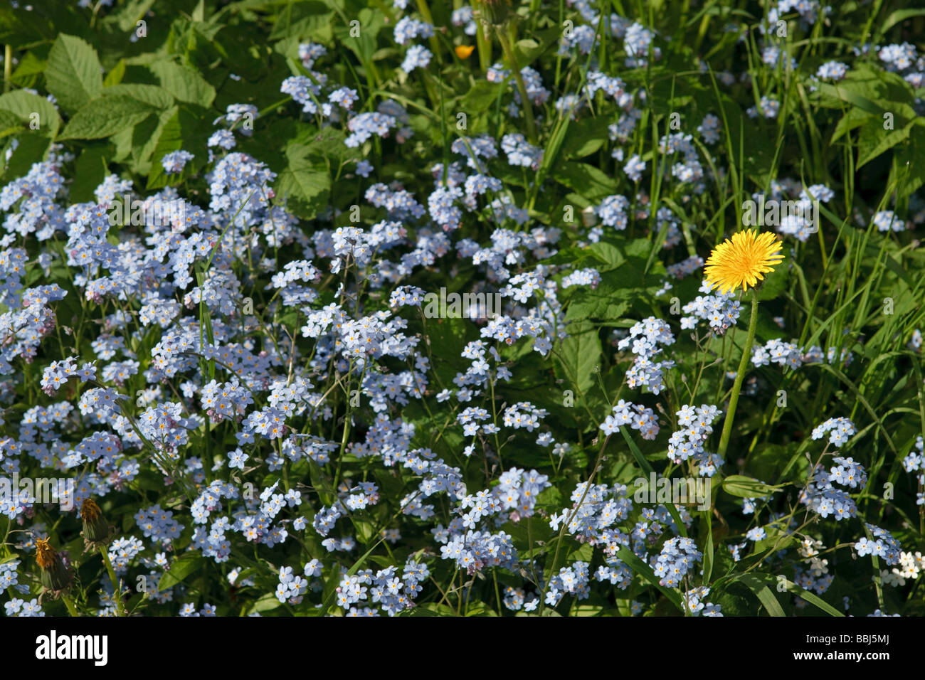 Forget-me-not, Äkta förgätmigej (Myosotis scorpioides) Stockfoto