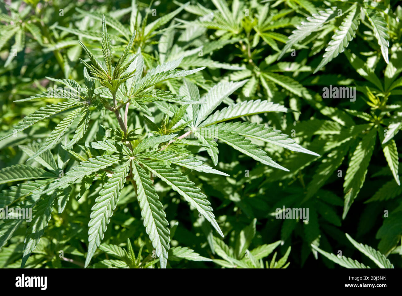 Cannabis Sativa wachsen wild im indischen Himalaya, Kullu, Indien Stockfoto