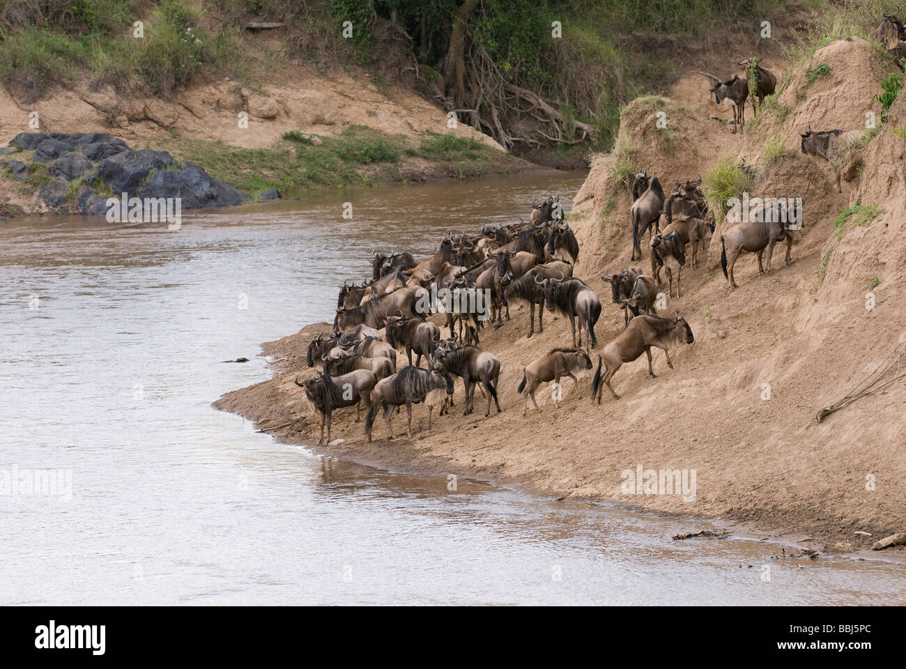 Migration von der blaue Gnus, Connochaetes Taurinus Albojubatus Masai Mara NATIONAL RESERVE Kenia in Ostafrika Stockfoto