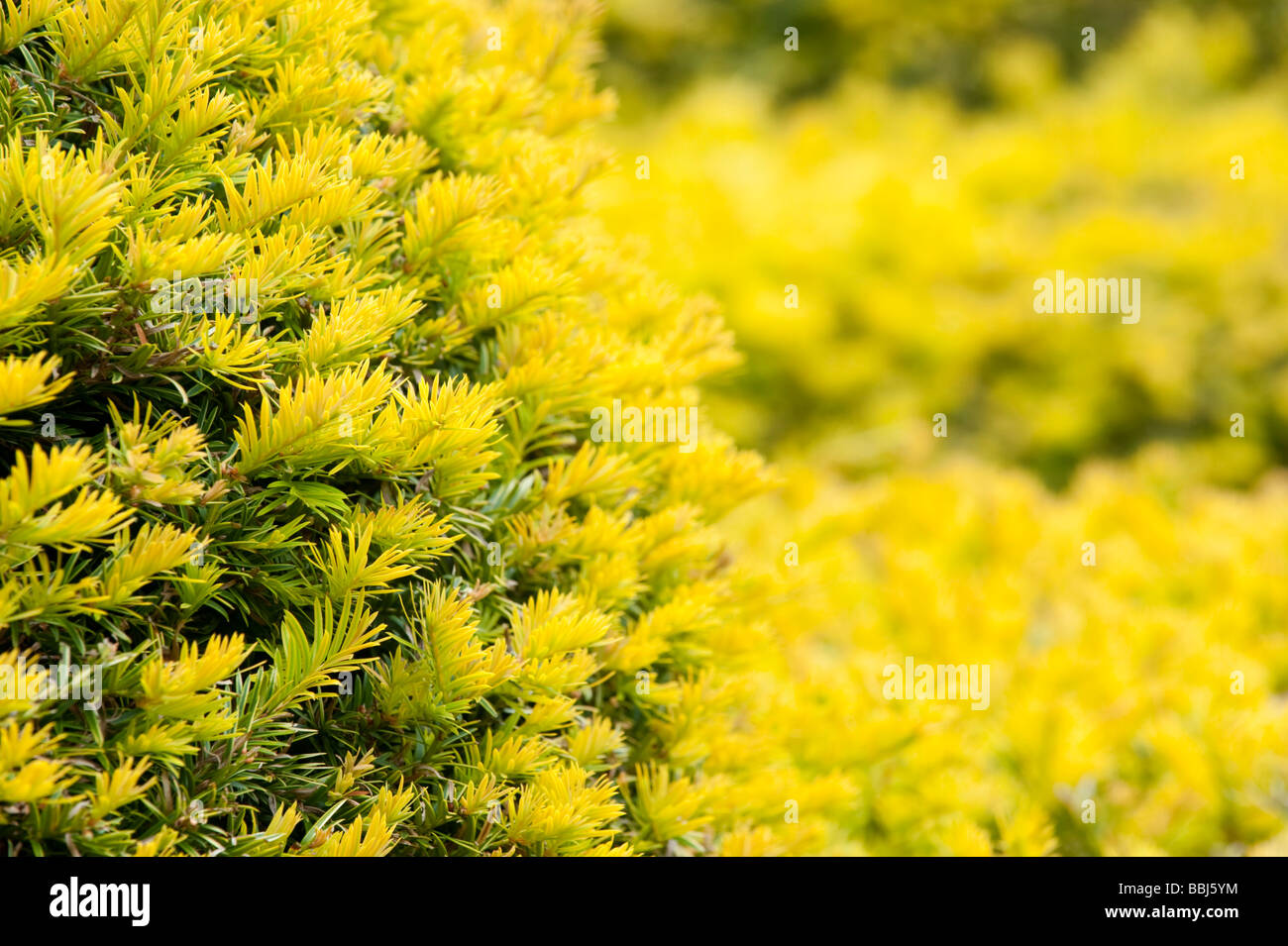 Nahaufnahme von Eibe Hecke Stockfoto