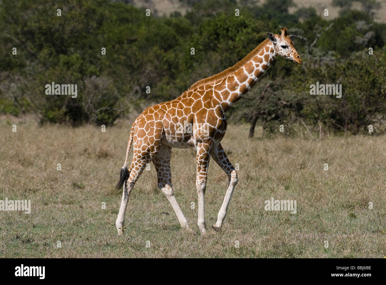 Netzartige Giraffe Giraffa Plancius Reticulata Laikipia Sweetwaters Privat RESERVE Kenia in Ostafrika Stockfoto
