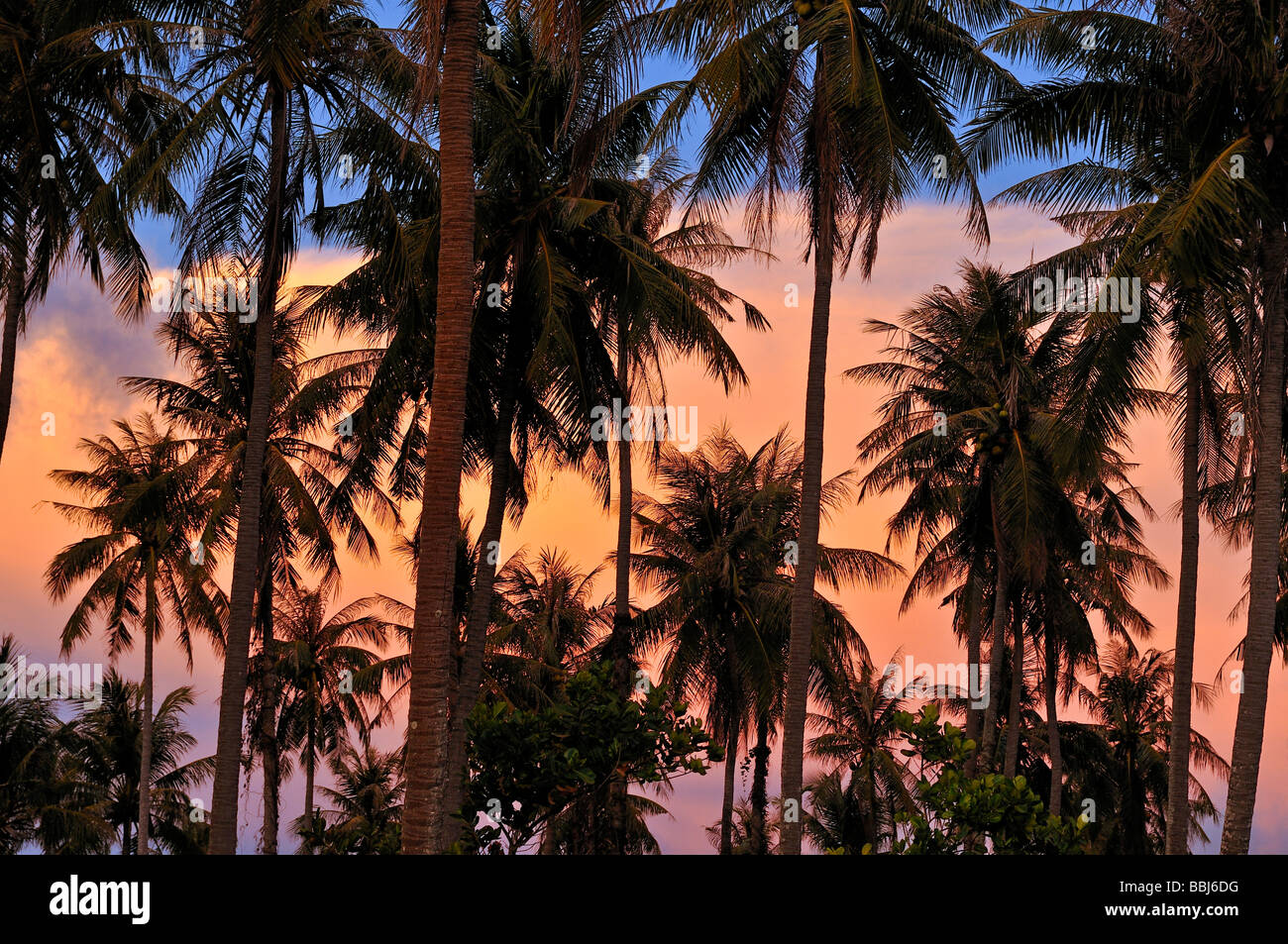 Palmen vor roten Abendhimmel, stimmungsvollen Sonnenuntergang, Phu Quoc, Vietnam, Asien Stockfoto
