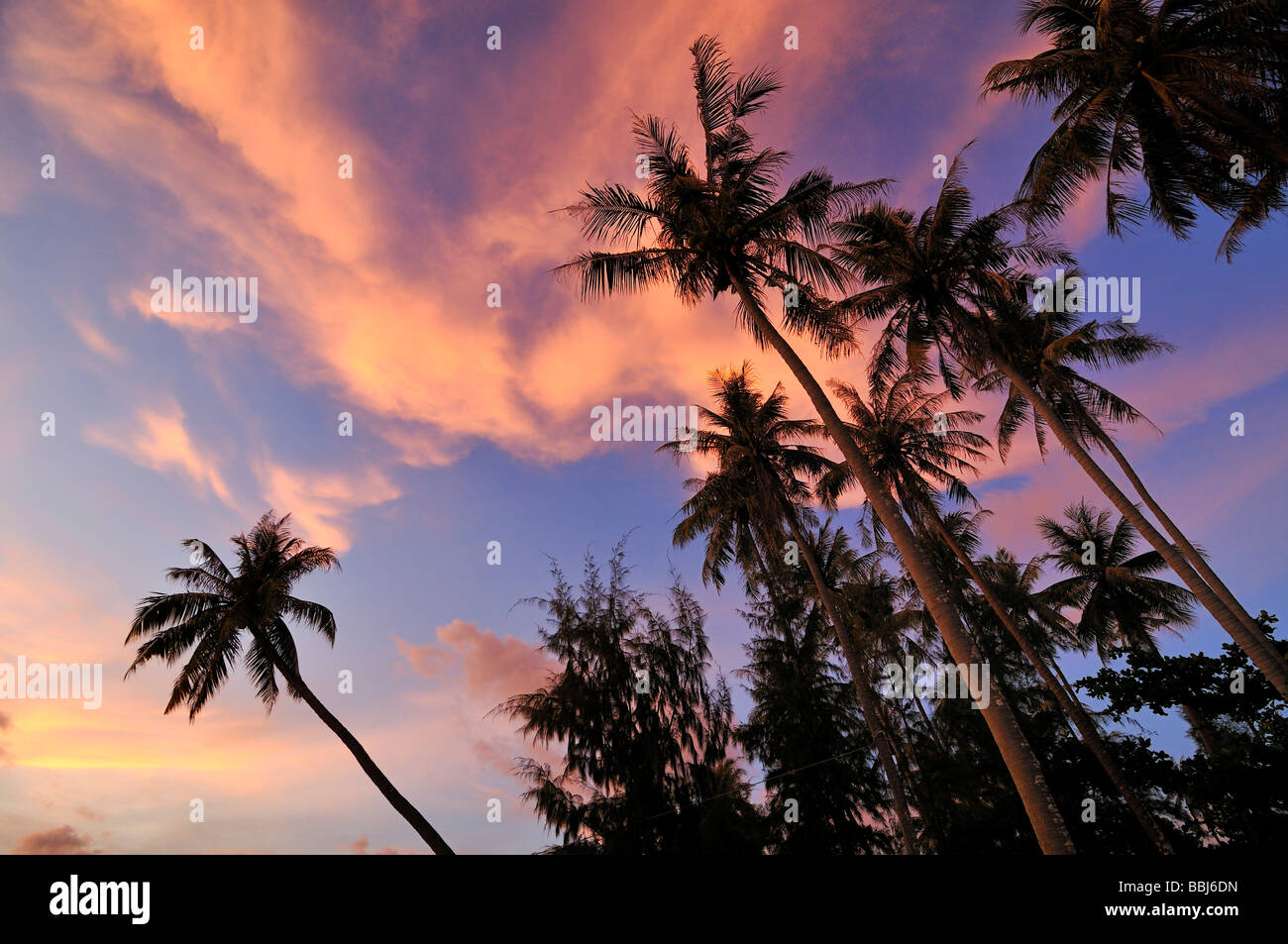 Palmen vor roten Abendhimmel, stimmungsvollen Sonnenuntergang, Phu Quoc, Vietnam, Asien Stockfoto