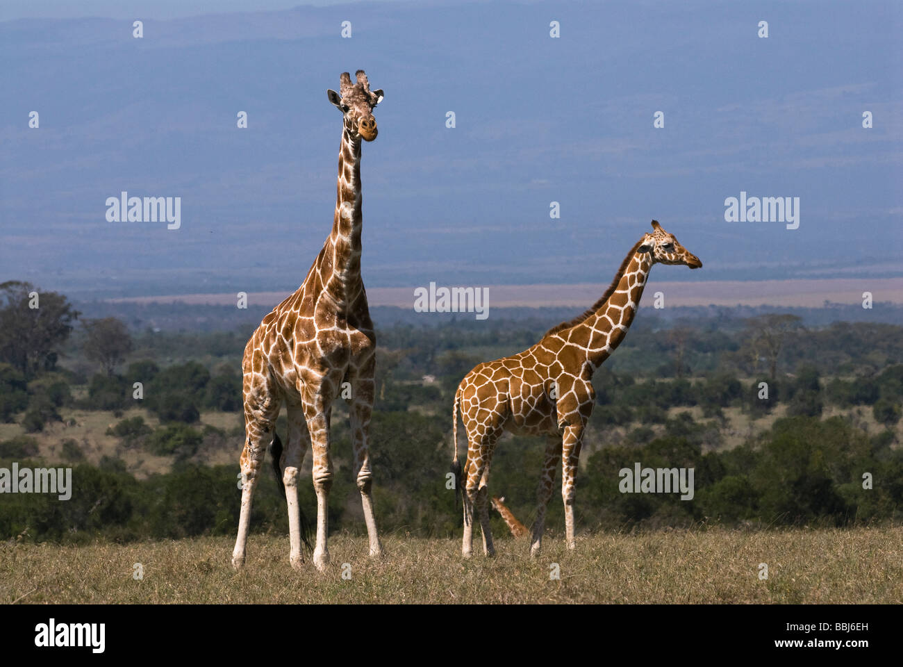 Netzartige Giraffe Giraffa Plancius Reticulata Laikipia Sweetwaters Privat RESERVE Kenia in Ostafrika Stockfoto