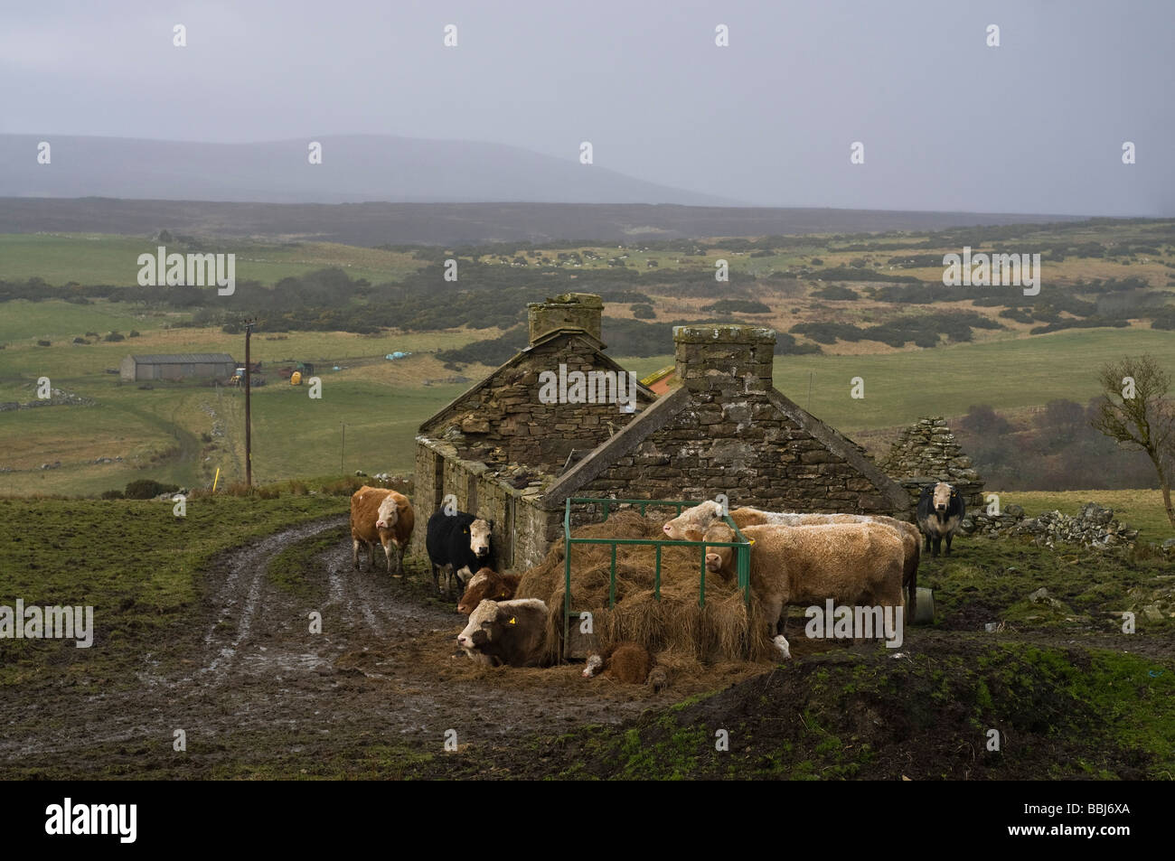 dh Scottish Highlands Schottland LATHERONWHEEL AREA CAITHNESS Vieh Schutz durch ruinierte verfallene Farm Croft Viehzucht Winter Stockfoto