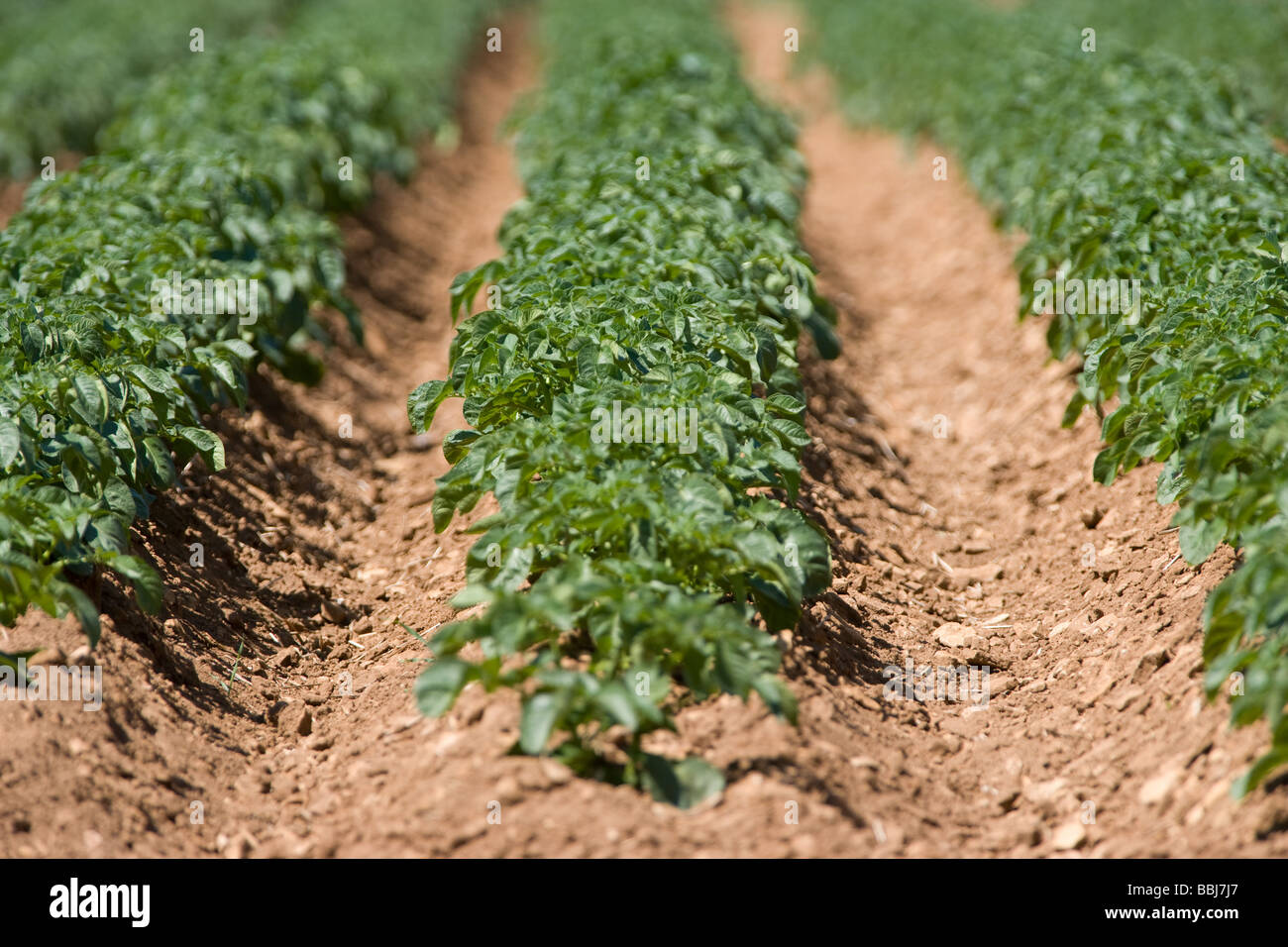 Reihen von Kartoffeln Stockfoto