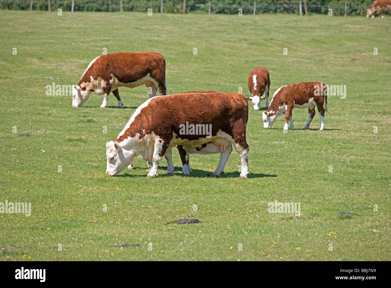 Hereford Kühe mit Kälbern bei Fuß Stockfoto
