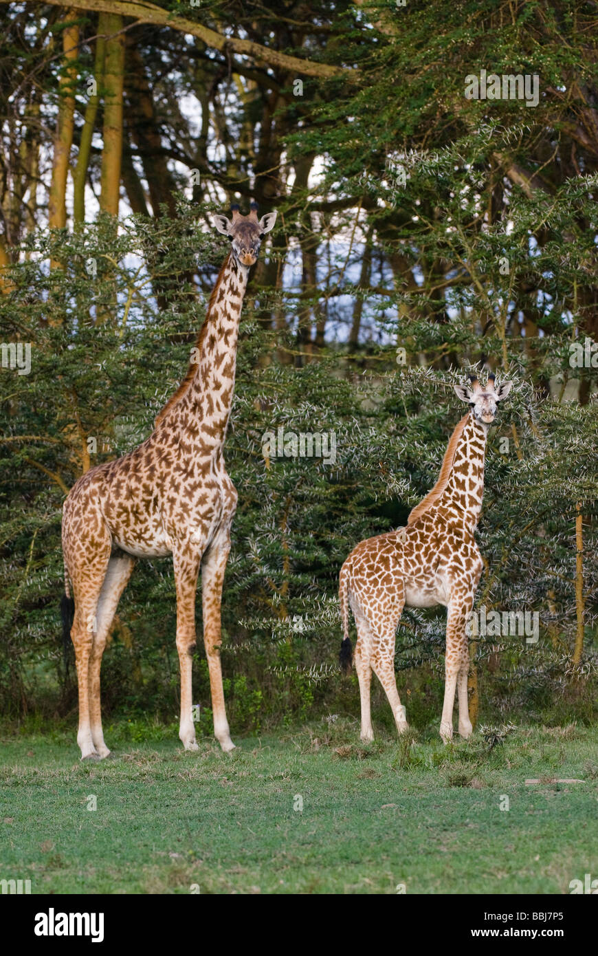 baby junge Masai-Giraffe mit Mutter Giraffa Giraffe Giraffa Plancius Tippelskirchi NAIVASHA Kenia in Ostafrika Stockfoto