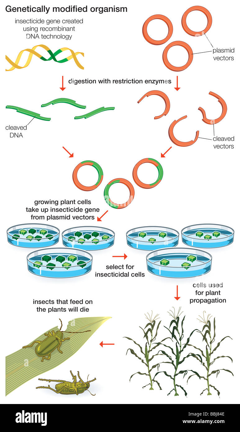 Genetisch veränderte Organismen werden hergestellt unter Verwendung wissenschaftlicher Methoden, die rekombinante DNA-Technologie enthalten. Stockfoto