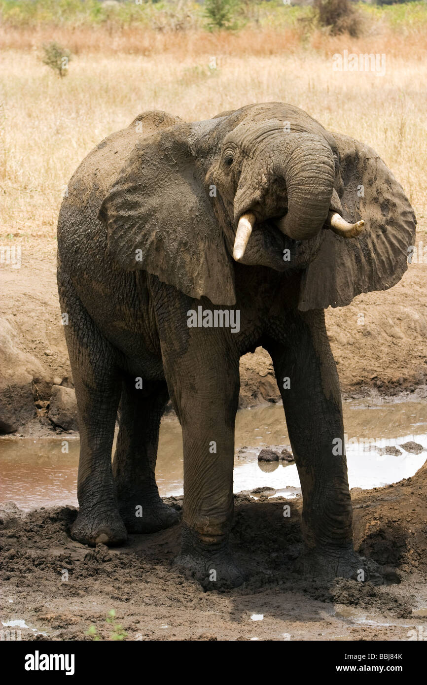 Junge afrikanische Elefanten - Tarangire Nationalpark, Tansania Stockfoto