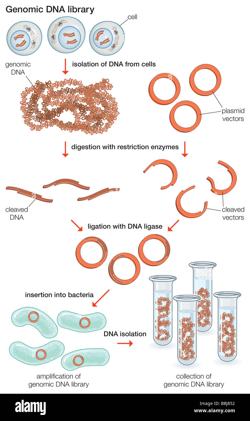 Eine genomische DNA-Bibliothek enthält die Anzahl der Klone musste das gesamte Spender Genom umfassen. Stockfoto