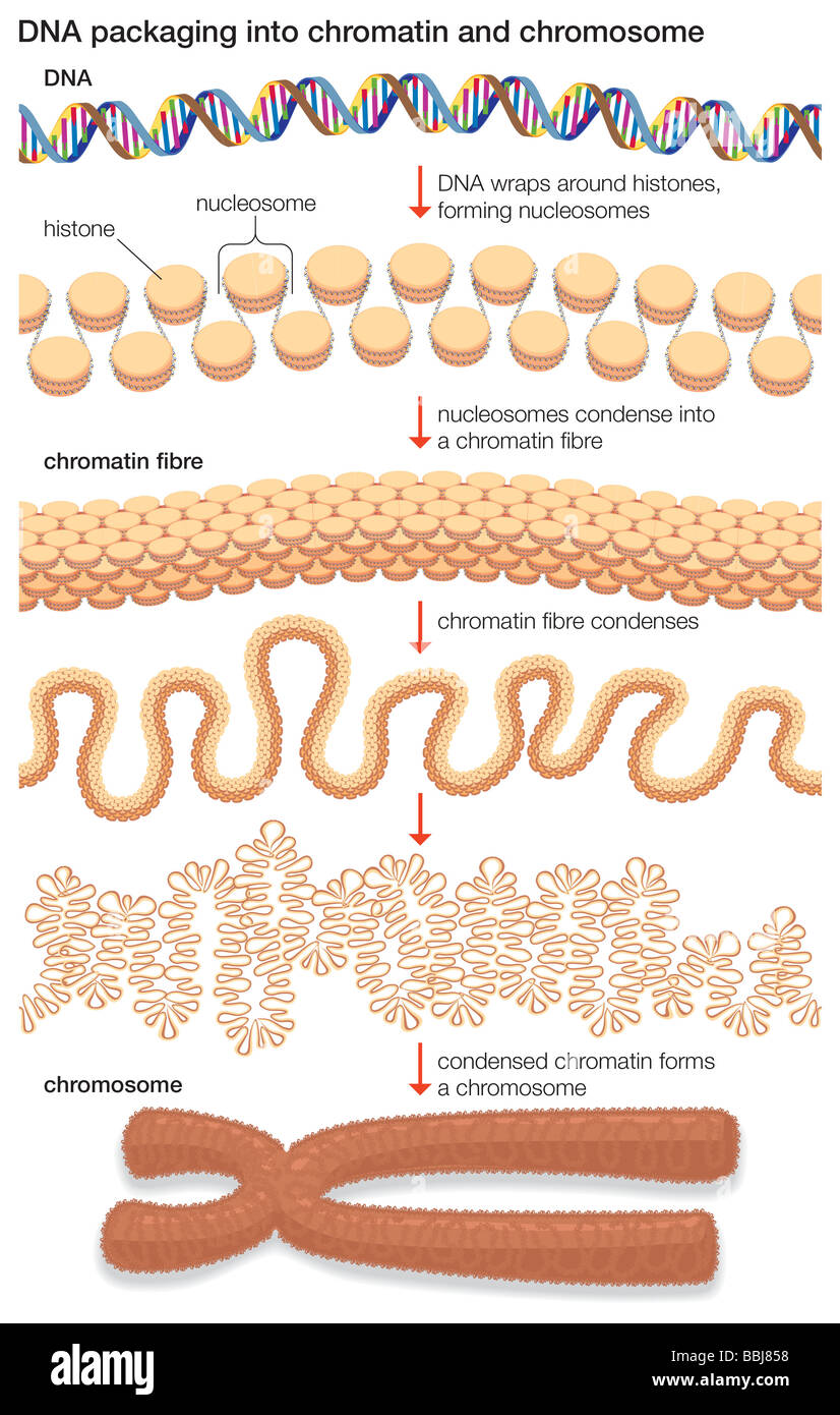 DNA umschließt Histonproteine, Form Nukleosomen, die in einer Chromatin Faser, kondensieren, das in ein Chromosom verdichtet. Stockfoto