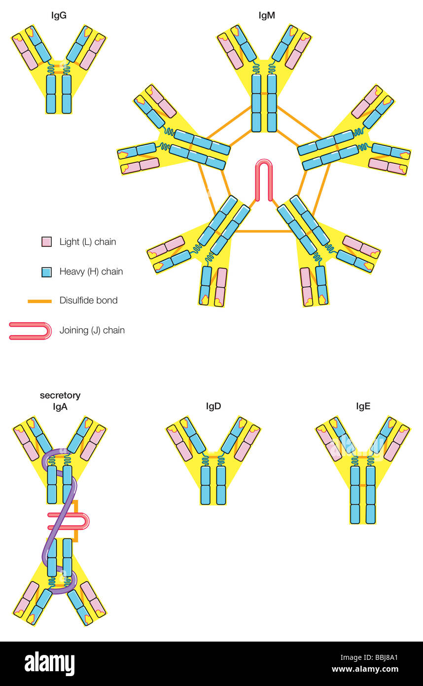 Die fünf wichtigsten Klassen von Antikörpern (Immunglobuline): IgG, IgA, IgD, IgE und IgM. Stockfoto