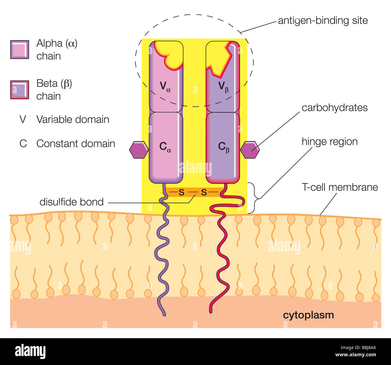 Die grundlegende Struktur eines typischen T-Zell-Antigen-Rezeptors. Stockfoto
