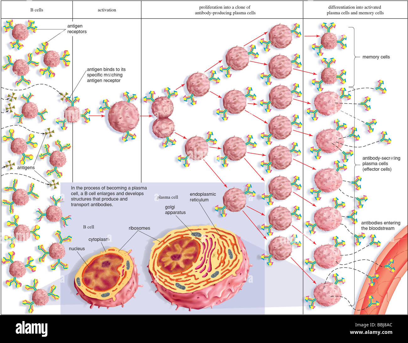 Während immer eine Plasma-Zelle, eine B-Zelle vergrößert und erhöht die Anzahl der Organellen, die produzieren und transportieren Antikörper. Stockfoto