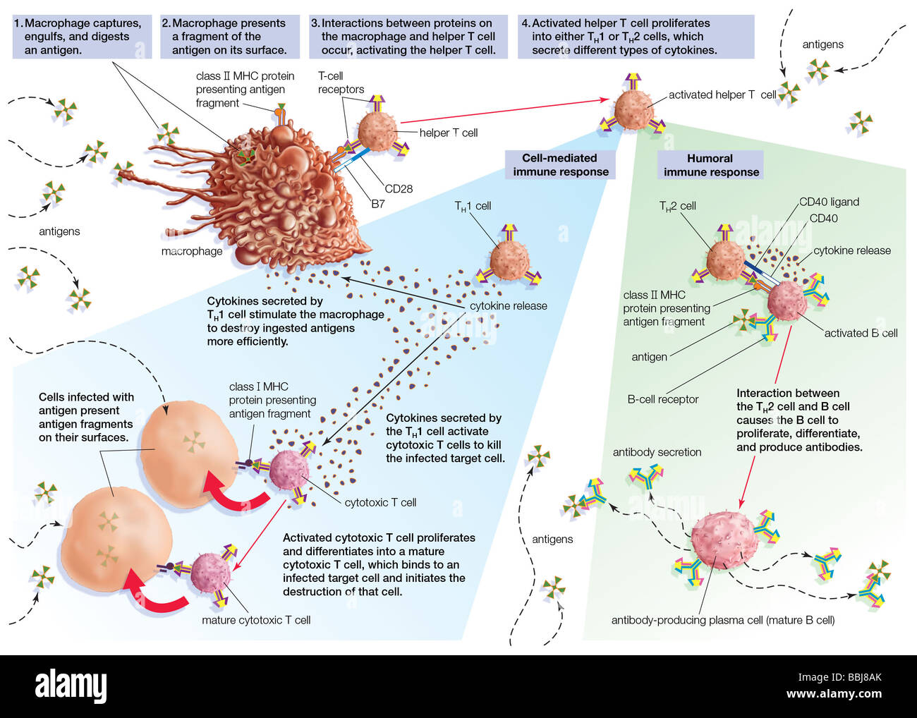 Stimulation der Immunantwort durch aktivierte T-Helferzellen. Stockfoto