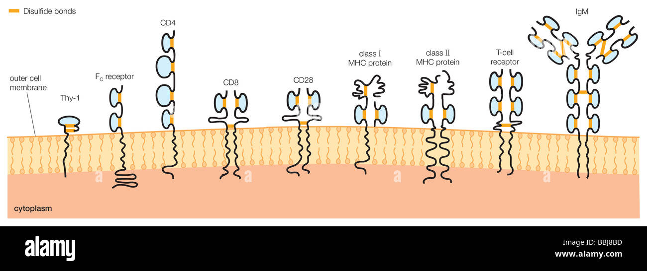 Schematische Darstellung einiger Proteine die Immunglobulin (Ig)-Superfamilie. Stockfoto